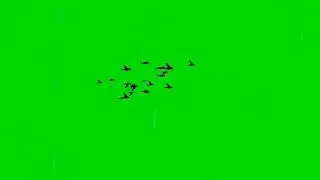 Bird Flying Green Screen Video