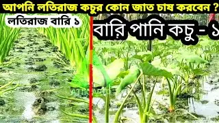 কচুর লতির উচ্চ ফলনশীল জাত চেনে নিন। কচুর লতি চাষ পদ্ধতি | Lotiraj #Satisfying #Farming #Agriculture