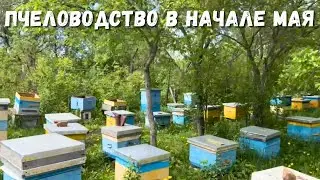Пчеловодство в начале мая: работа пчел и планы на будущее!