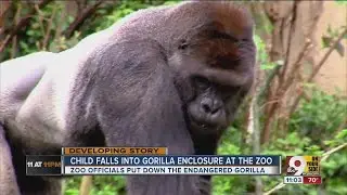 Child falls into gorilla enclosure at zoo