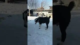 Бугай Алабай. Характер девочек.