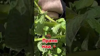 Пранкую колорадского жука