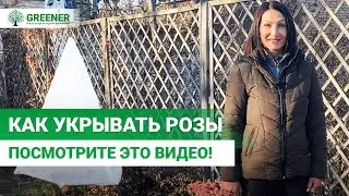 ЛУЧШЕЕ УКРЫТИЕ РОЗ НА ЗИМУ. Проверенные способы!