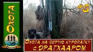 Охота на  куропатку с легавыми собаками породы дратхаар