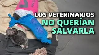 Después de lo que le pasó a esta perrita, su vida sería muy dura