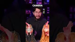 Can Chickens be used as Gimbals?