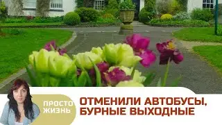 Экзамены на носу, попали на спектакль #влог #ирландия #простожизнь