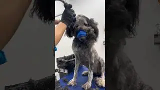 ￼#howto groom my #dog at home goes wrong. Buy tools Book with MYFAVORITEGROOMER.com