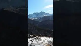 Лошади в горах Ингушетии с дрона dji fpv