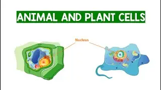 Animal and Plant Cells | Biology Animation