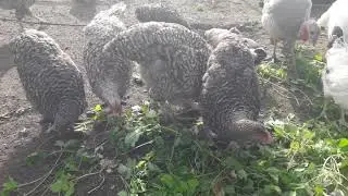 Мехеленская кукушка 5 месяцев