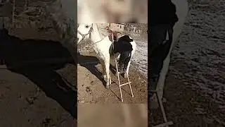 This 2-year-old holds a ladder to get on a horse...!