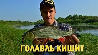 Голавль КИШИТ На Перекате! Как Ловить ГОЛАВЛЯ Спиннингом в Начале Лета!? / Рыбалка