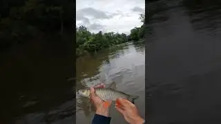 показываю как ловить голавля