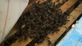 Зимовка пчел в ульях из пеноплекса