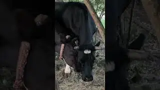 Корова с быком выясняет отношения. #cow #cowvideos #animal #bull #бык #корова