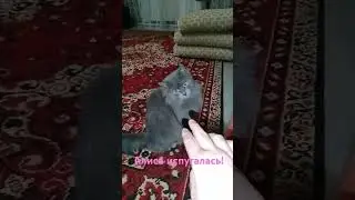 Алиса напугана! 