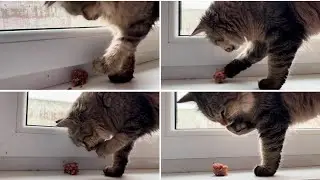 “Cat Eats Ground Meat with Her Paws – You Won’t Believe This!” #asmrcat #cat #catsounds #funnycats