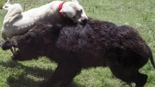 WILD BOAR CLEAVER AGAINST Dogs Wolves and other predators
