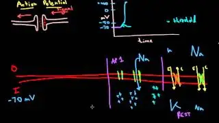 Action Potential Mechanisms in the Nervous System