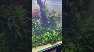 Радужница Боэсмана🐠Melanotaenia boesemani 