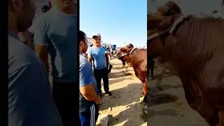 22 млн сум бахоси