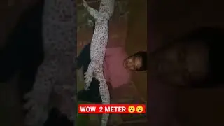 HEBOH,,, TOKEK RAKSASA
