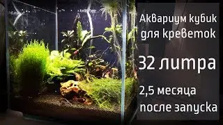Аквариум для креветок. 2,5 месяца после запуска.  Ответы на вопросы подписчиков