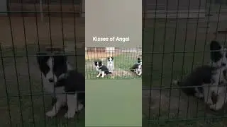 Kisses of Angel border collies цуценята бордер коллі