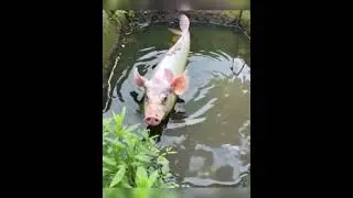 Свинокарп #юмор