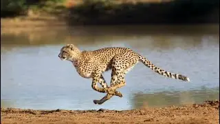 Cheetah hunting Crocodile 🔥