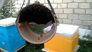 КАК ЗАСЕЛИТЬ РОЙ ПЧЕЛ В УЛЕЙ- НАСЫПОМ 