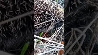 Испуганный ёжик 🦔 не хочет есть хлеб 🍞 #ёжик