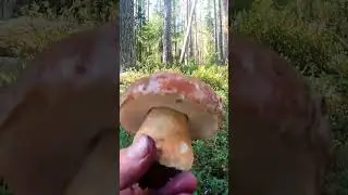 ГРИБНИК НЕ ЗНАЛ ЧТО ЖДЁТ ВПЕРЕДИ! СКАЗОЧНАЯ КАРЕЛИЯ БЕЛЫЕ ГРИБЫ 2023 БОРОВИКИ 