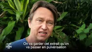 16/ La Clé des Champs : Insecticide avec des feuilles de papayer