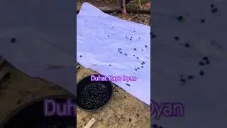 Duhat Kayo Dyan 😋 