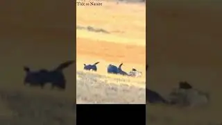 black bear vs wolves #shorts - wolves vs black bear #shorts - #wolfpack #wolves #youtubeshorts