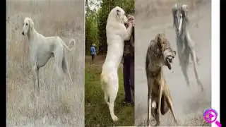 Собака друг человека. Тайган, Алабай, Тазы. Собаки в Средней Азии