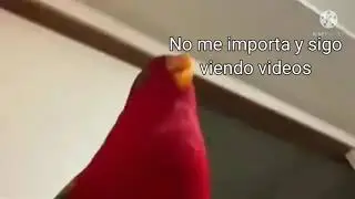 Loro Rojo Meme
