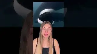 Касатки попросили о помощи людей 