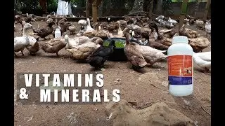 vitamins and minerals for ducks │Modern Farming Methods