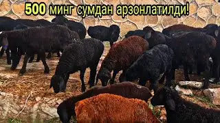Кузилар арзон булди!