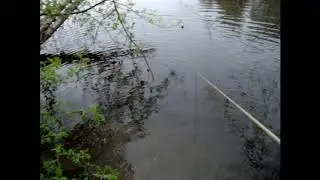 Снасть убийца карася - с весны по осень. Заброс с берега.