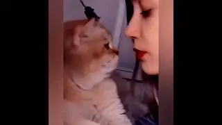 kissing cats # cat kiss # beautiful cats # girls cats # funny cats