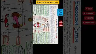 Endocrine system