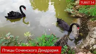 Птицы Сочинского Дендрария 🦃🦢🦆🕊️🐓