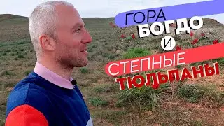 Гора Богдо и степные тюльпаны