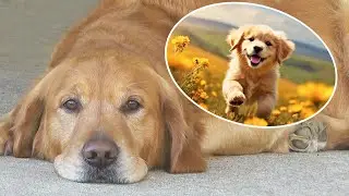 Golden Retriever Dreams of Youth