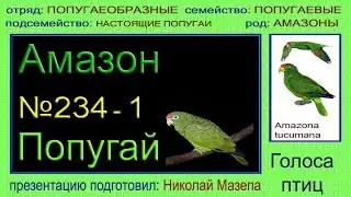 Амазон. Попугай. Голоса птиц