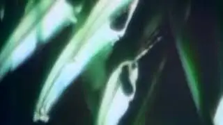 Sesame Street Skeleton Fish Film